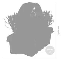 Bloomique Set Van 6 - Lavandula Angustifolia - Lavendel Plant - Tuinplanten - Hoogte 15-20 Cm - Kluit 7 Cm