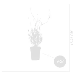 Bloomique Set Van 6 - Lavandula Angustifolia ‘dwarf Blue’ - Lavendel - Vaste Plant - 10-20 Cm Hoog - 9 Cm Pot