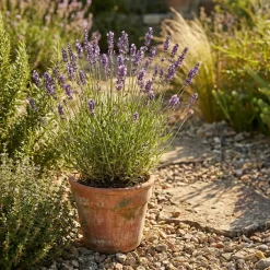Bloomique Set Van 6 - Lavandula Angustifolia ‘dwarf Blue’ - Lavendel - Vaste Plant - 10-20 Cm Hoog - 9 Cm Pot