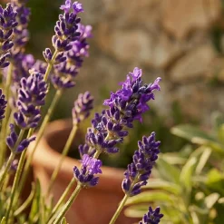 Bloomique Set Van 6 - Lavandula Angustifolia ‘dwarf Blue’ - Lavendel - Vaste Plant - 10-20 Cm Hoog - 9 Cm Pot