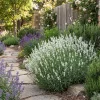 Bloomique Set Van 6 - Lavandula Edelweiss - Echte Lavendel - Geurend - Vaste Plant - 10-20cm Hoog - Pot 9cm