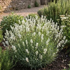 Bloomique Set Van 6 - Lavandula Edelweiss - Echte Lavendel - Geurend - Vaste Plant - 10-20cm Hoog - Pot 9cm