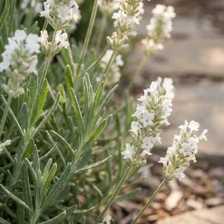 Bloomique Set Van 6 - Lavandula Edelweiss - Echte Lavendel - Geurend - Vaste Plant - 10-20cm Hoog - Pot 9cm