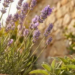Set Van 3 - Lavandula Munstead - Echte Lavendel - Geurend - Vaste Plant - 10-20cm Hoog - Pot 9cm