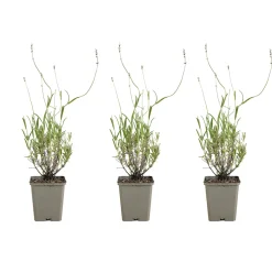Set Van 3 - Lavandula Munstead - Echte Lavendel - Geurend - Vaste Plant - 10-20cm Hoog - Pot 9cm