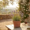 Set Van 6 - Lavandula Munstead - Echte Lavendel - Geurend - Vaste Plant - 10-20cm Hoog - Pot 9cm