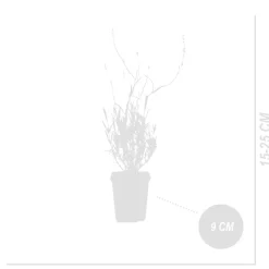 Set Van 6 - Lavandula Munstead - Echte Lavendel - Geurend - Vaste Plant - 10-20cm Hoog - Pot 9cm