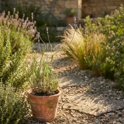 Set Van 6 - Lavandula Munstead - Echte Lavendel - Geurend - Vaste Plant - 10-20cm Hoog - Pot 9cm
