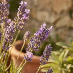 Set Van 6 - Lavandula Munstead - Echte Lavendel - Geurend - Vaste Plant - 10-20cm Hoog - Pot 9cm