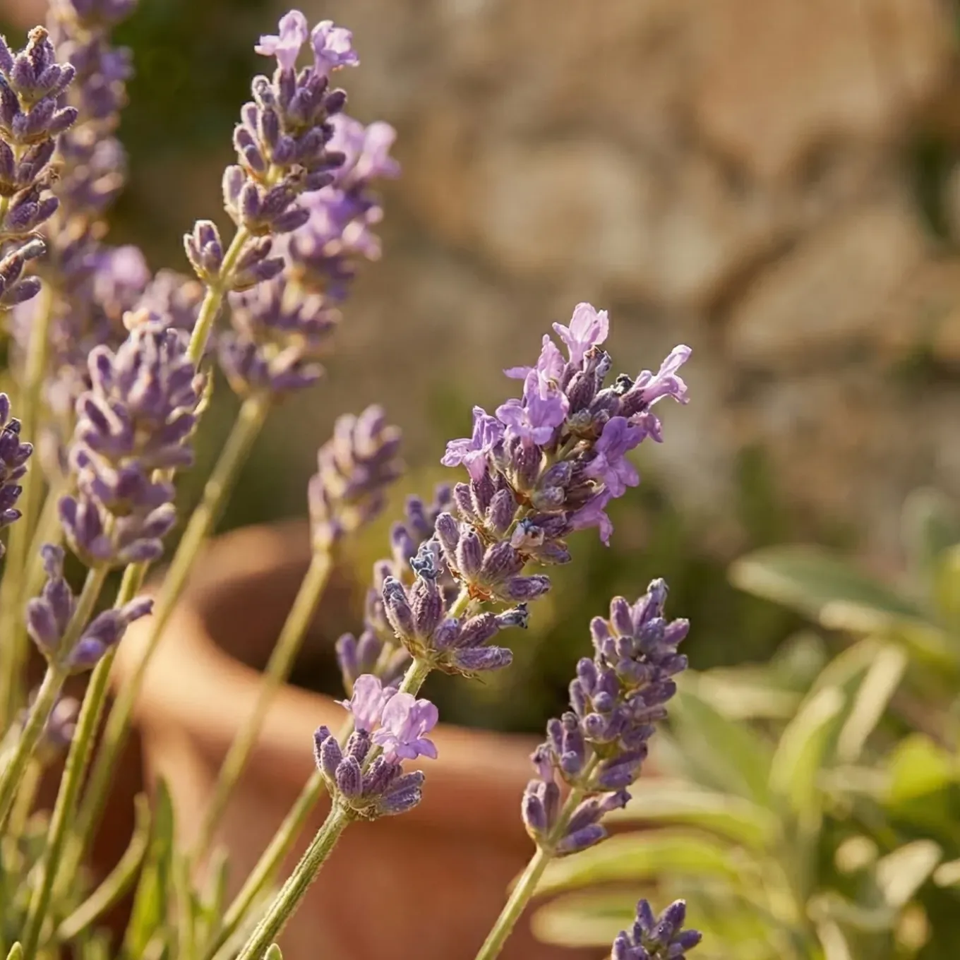 Set Van 6 - Lavandula Munstead - Echte Lavendel - Geurend - Vaste Plant - 10-20cm Hoog - Pot 9cm