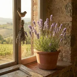 Set Van 6 - Lavandula Munstead - Echte Lavendel - Geurend - Vaste Plant - 10-20cm Hoog - Pot 9cm
