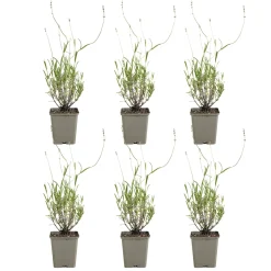 Set Van 6 - Lavandula Munstead - Echte Lavendel - Geurend - Vaste Plant - 10-20cm Hoog - Pot 9cm