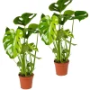 Bloomique Set Van 2 - Monstera Deliciosa - Gatenplant - Kamerplanten - Hoogte 50-60 Cm - Pot 17 Cm