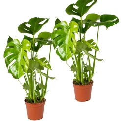 Bloomique Set Van 2 - Monstera Deliciosa - Gatenplant - Kamerplanten - Hoogte 50-60 Cm - Pot 17 Cm