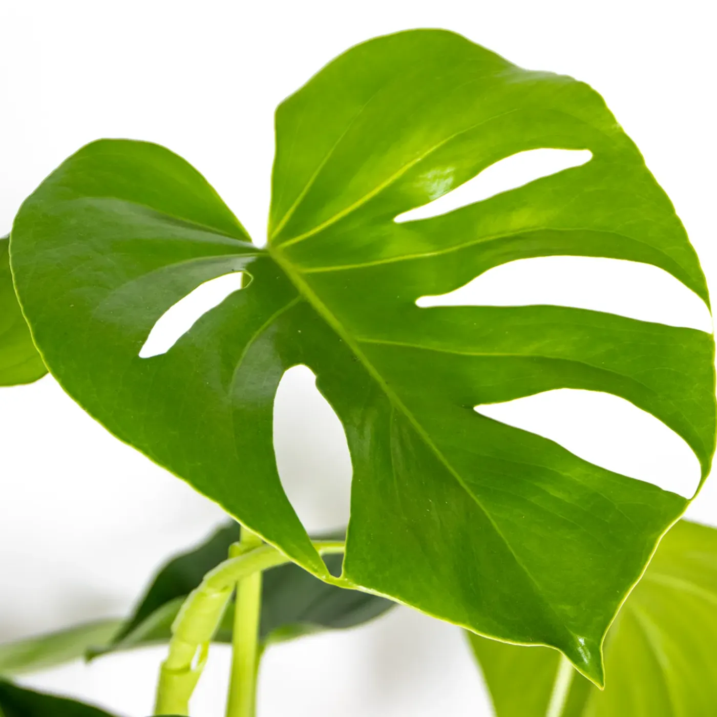 Bloomique Set Van 2 - Monstera Deliciosa - Gatenplant - Kamerplanten - Hoogte 50-60 Cm - Pot 17 Cm