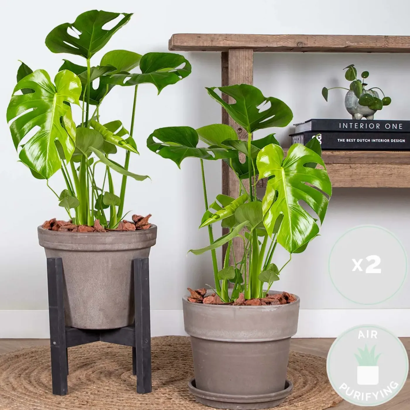 Bloomique Set Van 2 - Monstera Deliciosa - Gatenplant - Kamerplanten - Hoogte 50-60 Cm - Pot 17 Cm