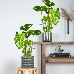 Bloomique Set Van 2 - Monstera Deliciosa - Gatenplant - Kamerplanten - Hoogte 50-60 Cm - Pot 17 Cm