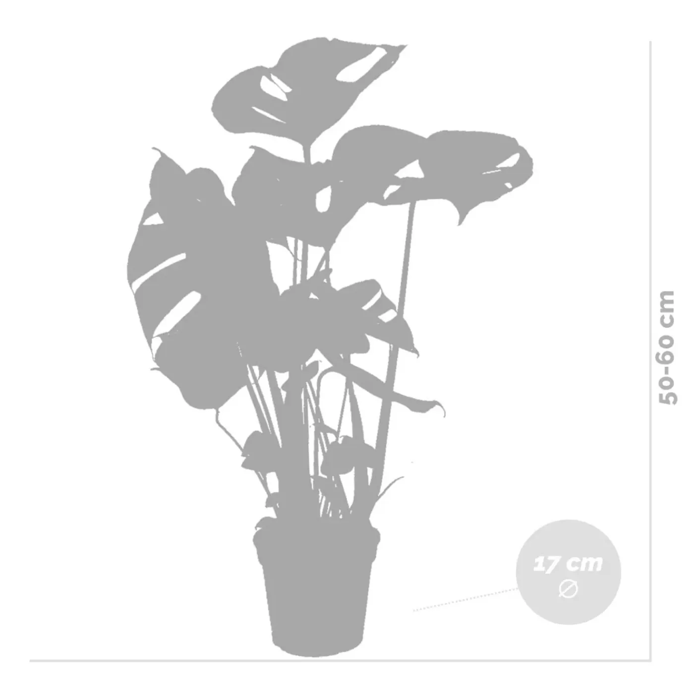 Bloomique Set Van 2 - Monstera Deliciosa - Gatenplant - Kamerplanten - Hoogte 50-60 Cm - Pot 17 Cm