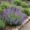 Bloomique Set Van 6 - Nepeta Faassenii - Kattenkruid - Vaste Plant - Bijvriendelijk - 10-20cm Hoog - Pot 9cm