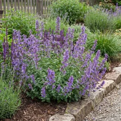 Bloomique Set Van 6 - Nepeta Faassenii - Kattenkruid - Vaste Plant - Bijvriendelijk - 10-20cm Hoog - Pot 9cm