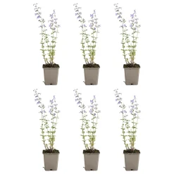 Set Van 6 - Nepeta Walker's Low - Kattenkruid - Bijvriendelijk - 10-20cm Hoog - Pot 9cm