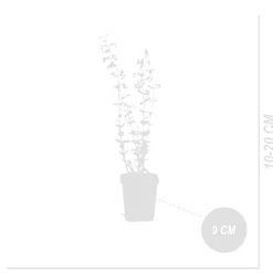 Bloomique Set Van 3 - Nepeta Walker's Low - Kattenkruid - Bijvriendelijk - 10-20cm Hoog - Pot 9cm