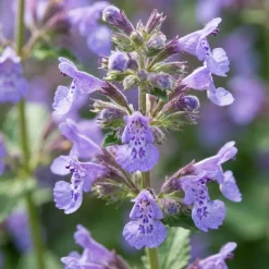 Bloomique Set Van 3 - Nepeta Walker's Low - Kattenkruid - Bijvriendelijk - 10-20cm Hoog - Pot 9cm