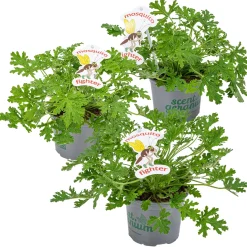 Set Van 3 - Pelargonium Graveolens - Citroengeranium - Geurend - Hoogte 15-30 Cm - Pot 10,5 Cm