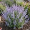 Bloomique Set Van 3 - Perovskia Blue Spire - Reuzenlavendel - Vaste Plant - Geurend - 10-20 Cm Hoog - Pot 9 Cm
