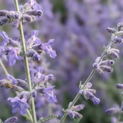 Bloomique Set Van 3 - Perovskia Blue Spire - Reuzenlavendel - Vaste Plant - Geurend - 10-20 Cm Hoog - Pot 9 Cm