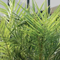 Bloomique Set Van 2 - Phoenix Canariensis - Canarische Dadelpalm - Tuinplanten - Hoogte 80-100 Cm - Pot 19 Cm