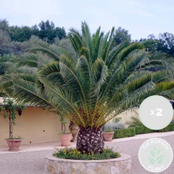 Bloomique Set Van 2 - Phoenix Canariensis - Canarische Dadelpalm - Tuinplanten - Hoogte 80-100 Cm - Pot 19 Cm