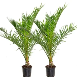 Bloomique Set Van 2 - Phoenix Canariensis - Canarische Dadelpalm - Tuinplanten - Hoogte 80-100 Cm - Pot 19 Cm