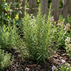 Set Van 6 - Rosmarinus Officinalis - Rozemarijn - Vaste Plant - 10-20cm Hoog - Pot 9cm