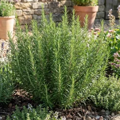 Set Van 6 - Rosmarinus Officinalis - Rozemarijn - Vaste Plant - 10-20cm Hoog - Pot 9cm