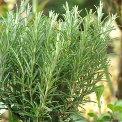 Set Van 6 - Rosmarinus Officinalis - Rozemarijn - Vaste Plant - 10-20cm Hoog - Pot 9cm