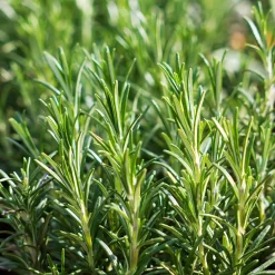 Set Van 3 - Rosmarinus Officinalis - Rozemarijn Plant - Hoogte 10-20 Cm - Pot 9x9 Cm