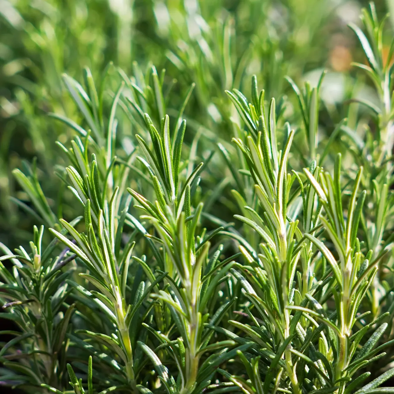 Set Van 3 - Rosmarinus Officinalis - Rozemarijn Plant - Hoogte 10-20 Cm - Pot 9x9 Cm