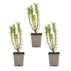 Set Van 3 - Rosmarinus Officinalis - Rozemarijn Plant - Hoogte 10-20 Cm - Pot 9x9 Cm