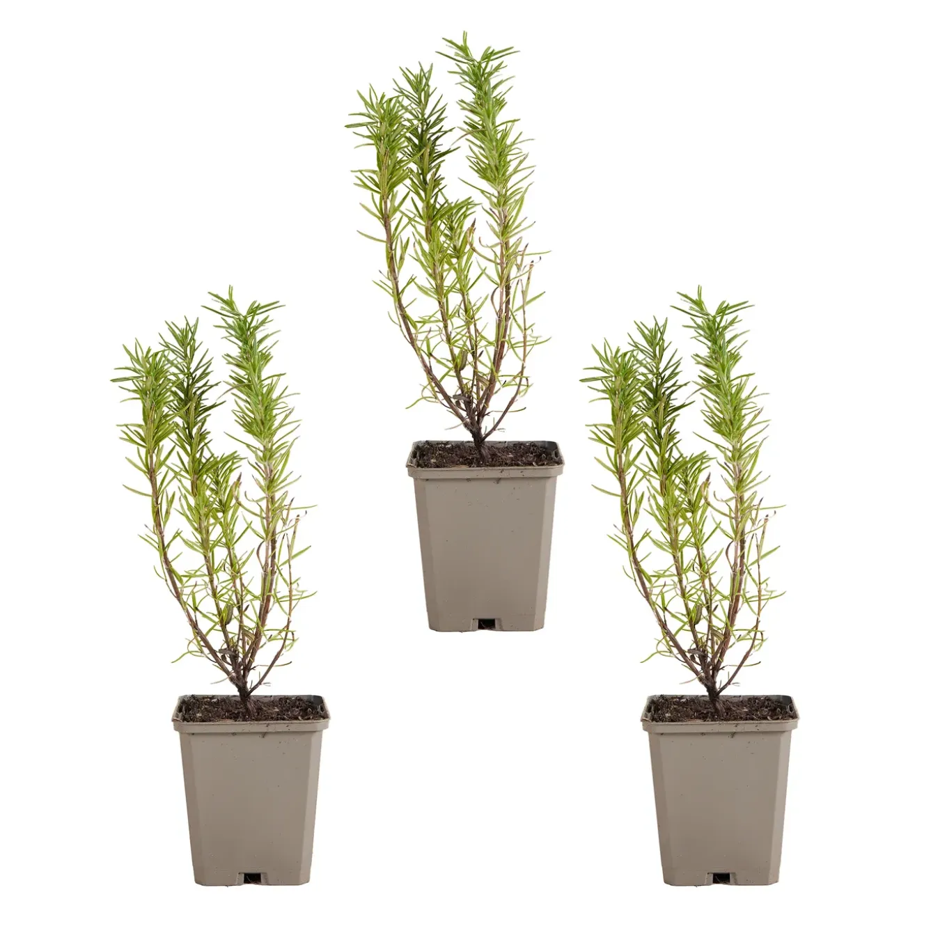 Set Van 3 - Rosmarinus Officinalis - Rozemarijn Plant - Hoogte 10-20 Cm - Pot 9x9 Cm