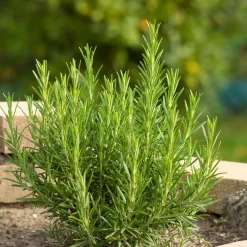 Set Van 3 - Rosmarinus Officinalis - Rozemarijn Plant - Hoogte 10-20 Cm - Pot 9x9 Cm