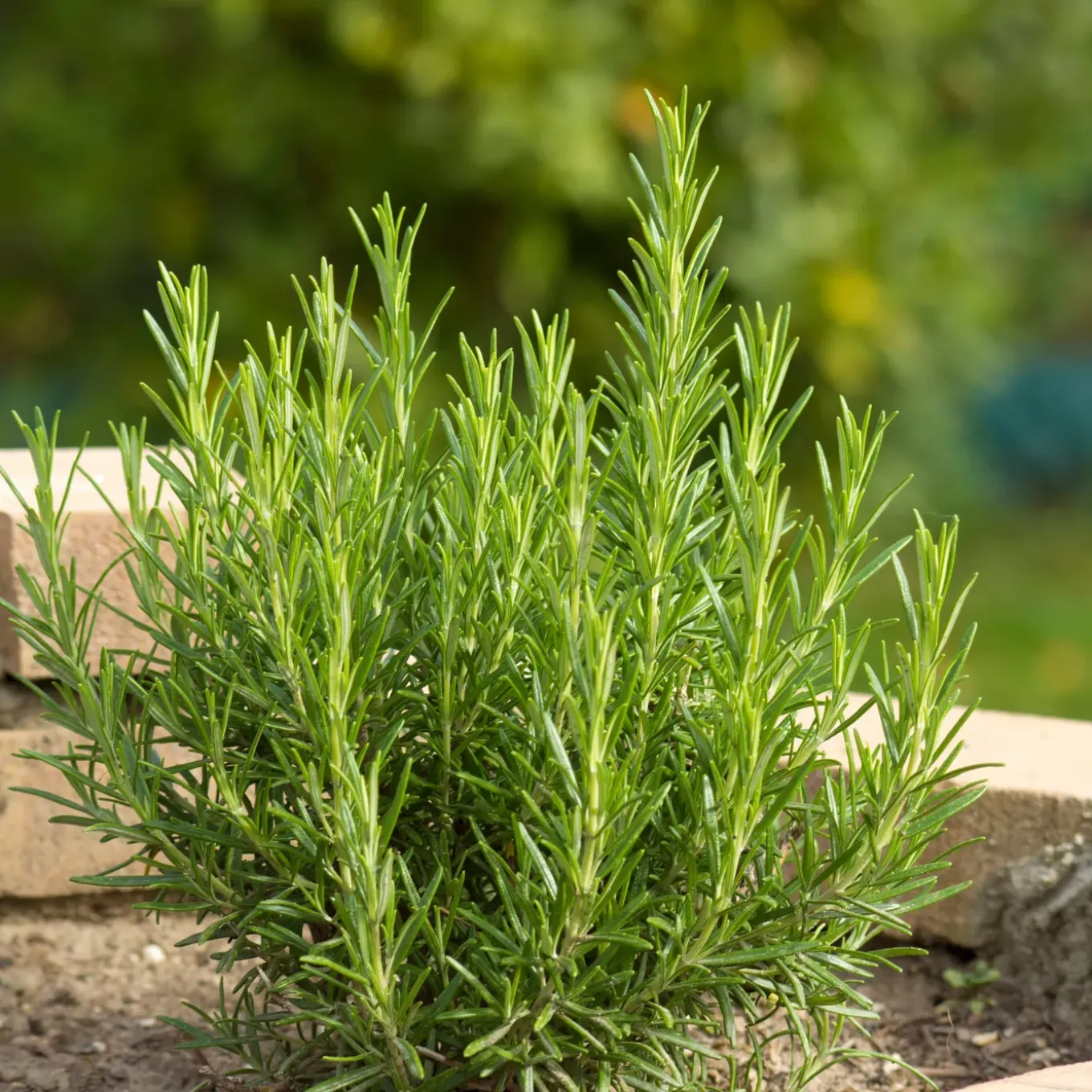 Set Van 3 - Rosmarinus Officinalis - Rozemarijn Plant - Hoogte 10-20 Cm - Pot 9x9 Cm