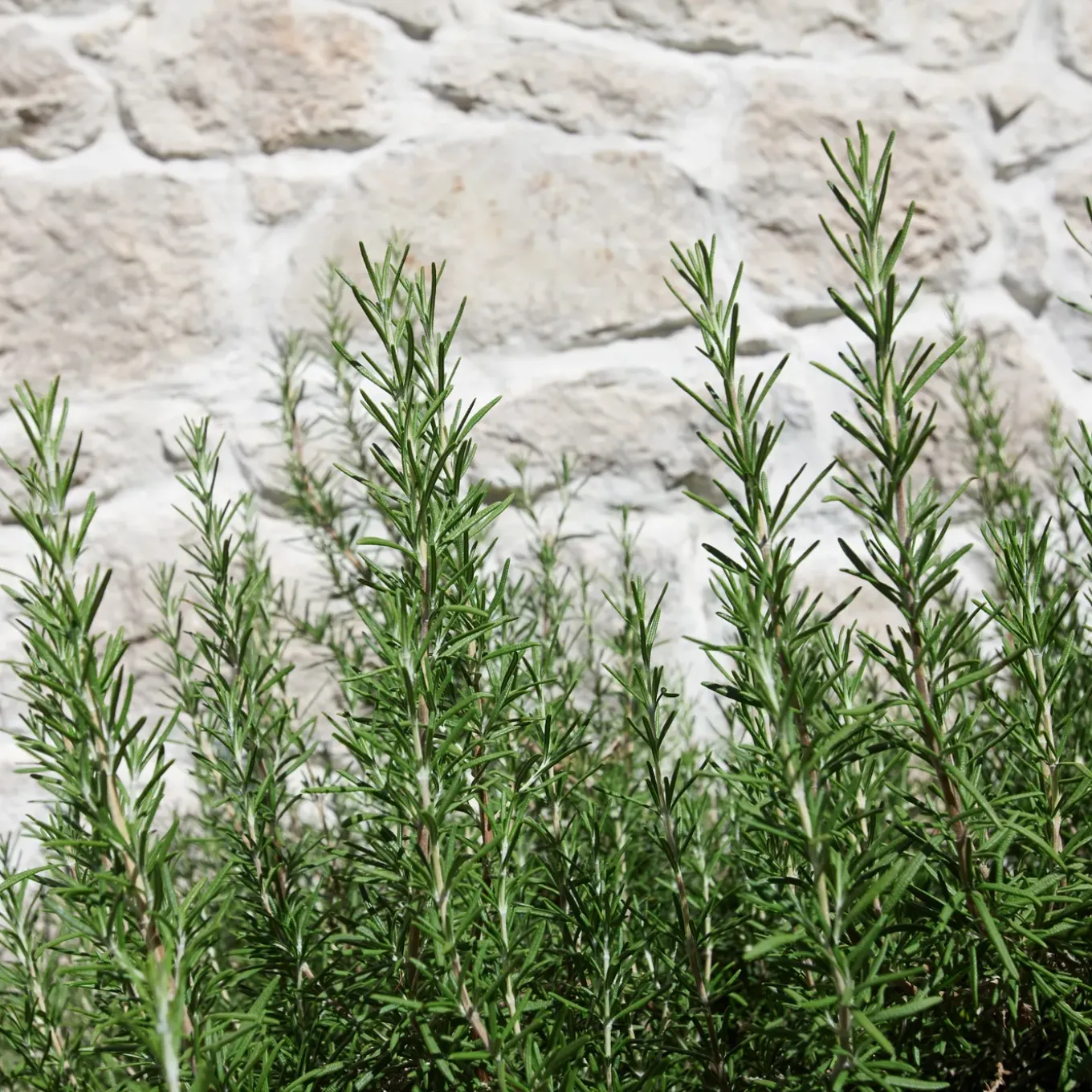 Set Van 3 - Rosmarinus Officinalis - Rozemarijn Plant - Hoogte 10-20 Cm - Pot 9x9 Cm