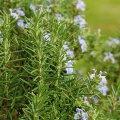 Set Van 3 - Rosmarinus Officinalis - Rozemarijn Plant - Hoogte 10-20 Cm - Pot 9x9 Cm