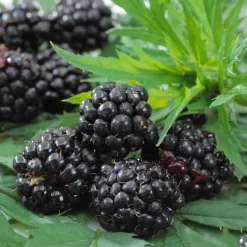 Bloomique Set Van 2 - Rubus Fruticosus Thornfree - Bramenstruik - Fruitplanten - Hoogte 50-70 Cm - Pot 15 Cm