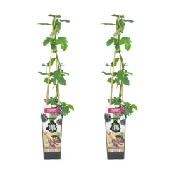 Bloomique Set Van 2 - Rubus Fruticosus Thornfree - Bramenstruik - Fruitplanten - Hoogte 50-70 Cm - Pot 15 Cm