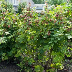 Bloomique Set Van 2 - Rubus Fruticosus Thornfree - Bramenstruik - Fruitplanten - Hoogte 50-70 Cm - Pot 15 Cm