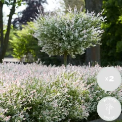 Bloomique Set Van 2 - Salix Integra Flamingo - Bonte Wilg - Tuinplanten - Hoogte 60-80 Cm - Pot 17 Cm