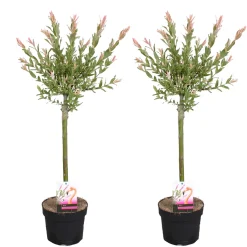 Bloomique Set Van 2 - Salix Integra Flamingo - Bonte Wilg - Tuinplanten - Hoogte 60-80 Cm - Pot 17 Cm