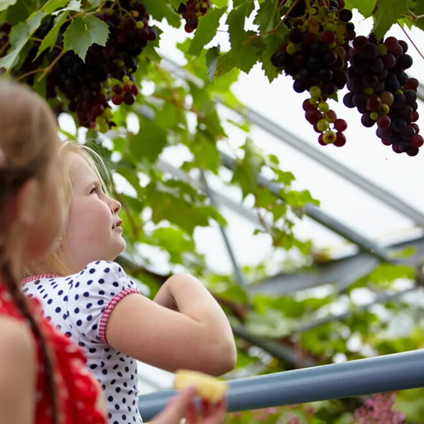 Set Van 2 - Vitis Vinifera Boskoop Glory - Druivenplant - Fruitplanten - Hoogte 50-70 Cm - Pot 15 Cm